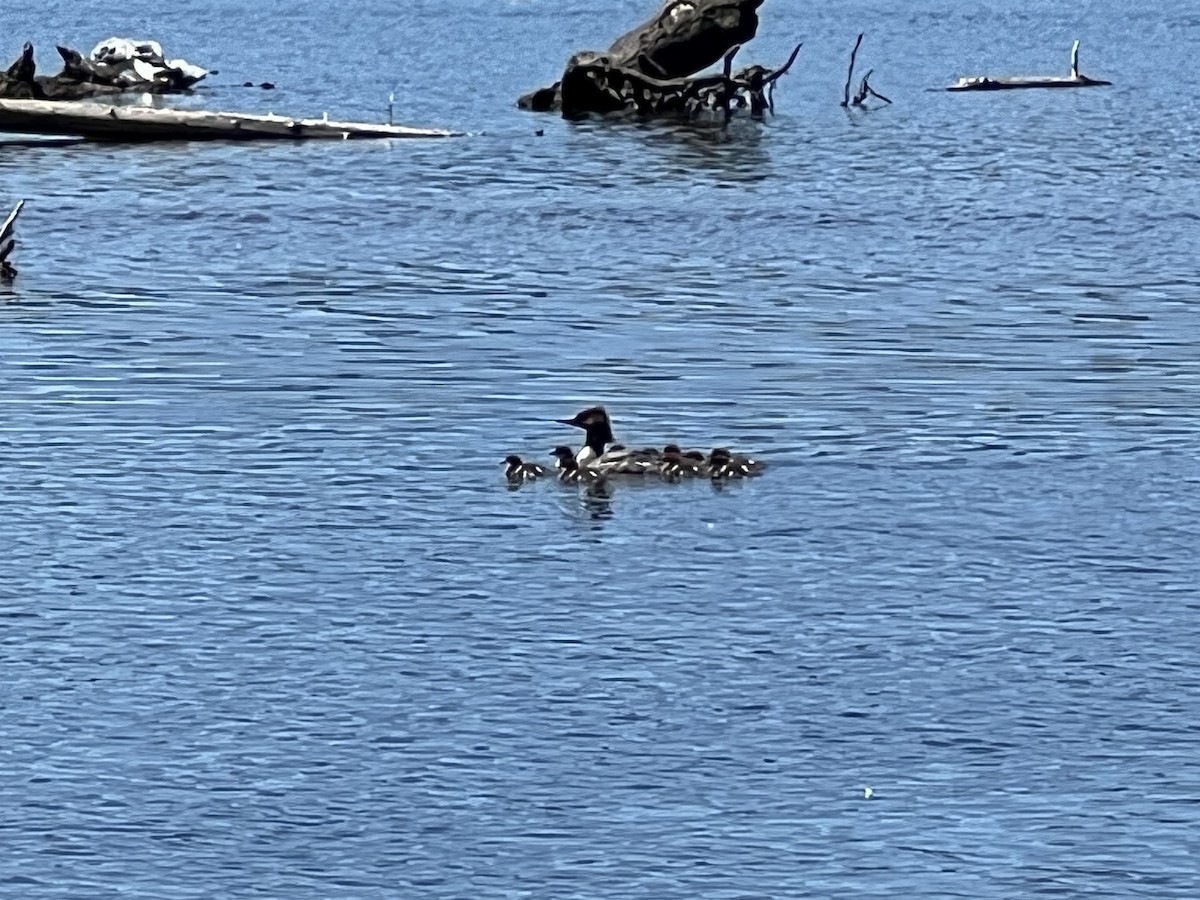 Common Merganser - ML636663874