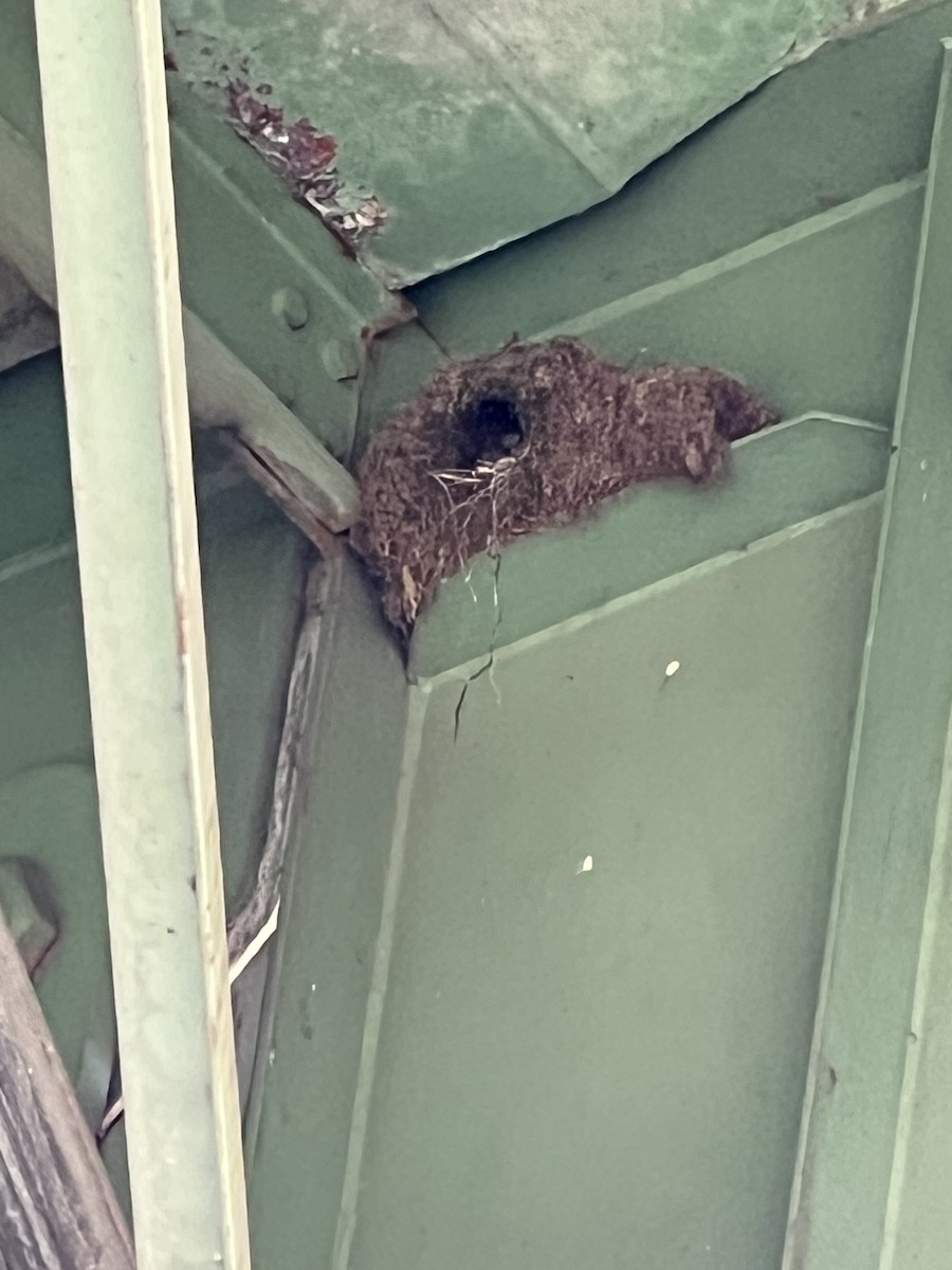 American Dipper - ML636663885