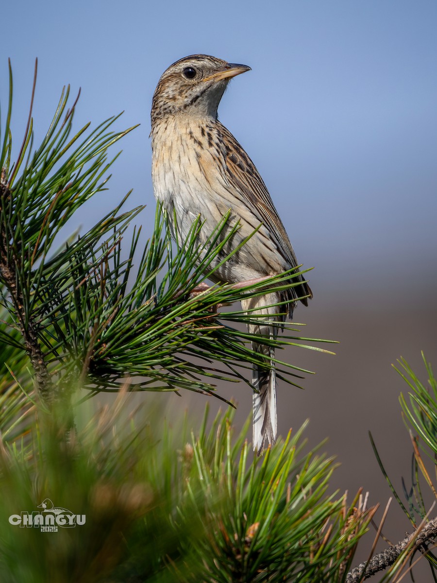 Upland Pipit - ML636663948