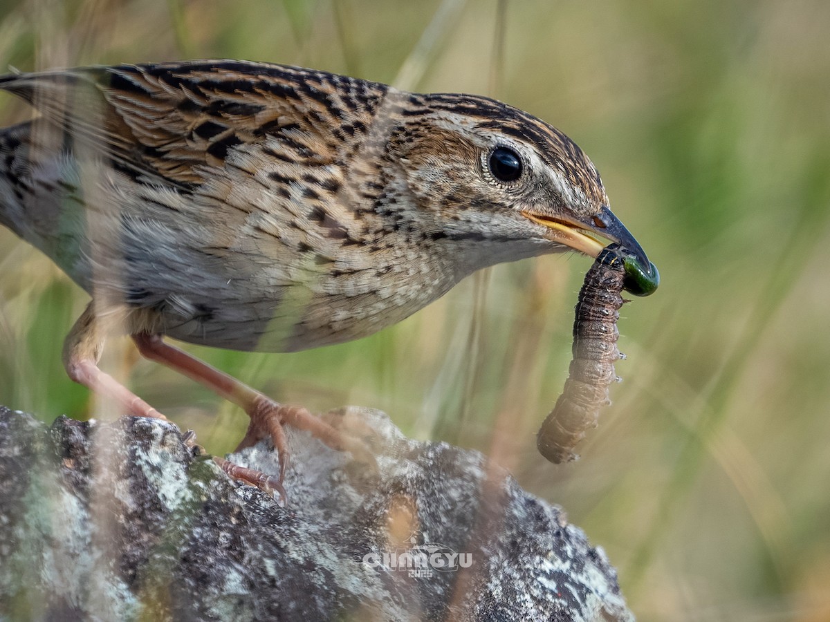 Upland Pipit - ML636663949