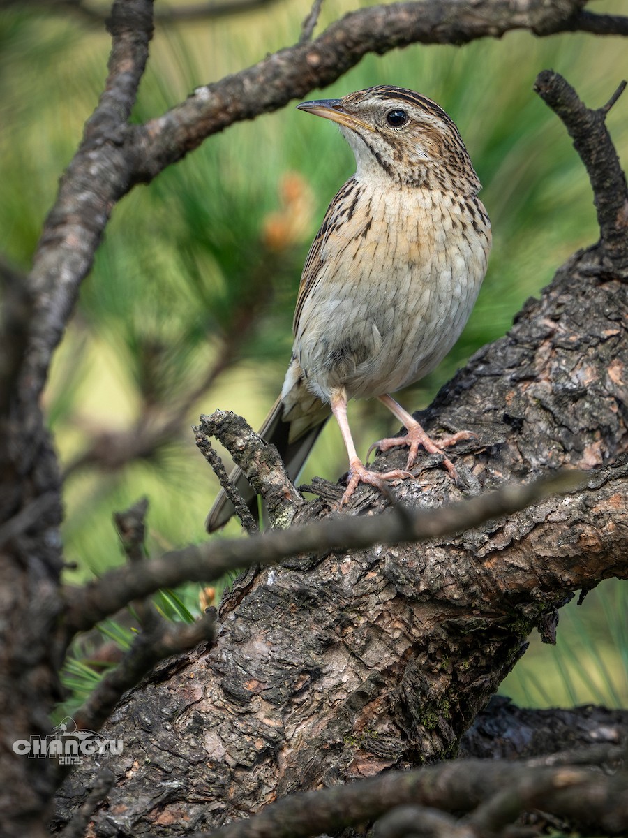 Upland Pipit - ML636663950