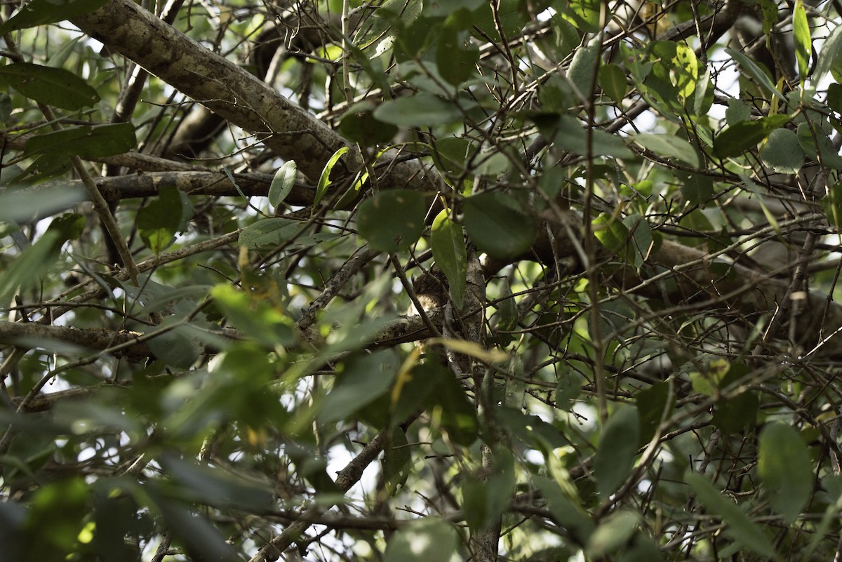 Tropical Screech-Owl - ML636664106
