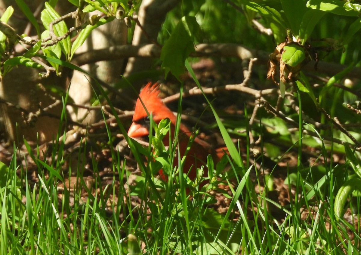 Northern Cardinal - ML636664119