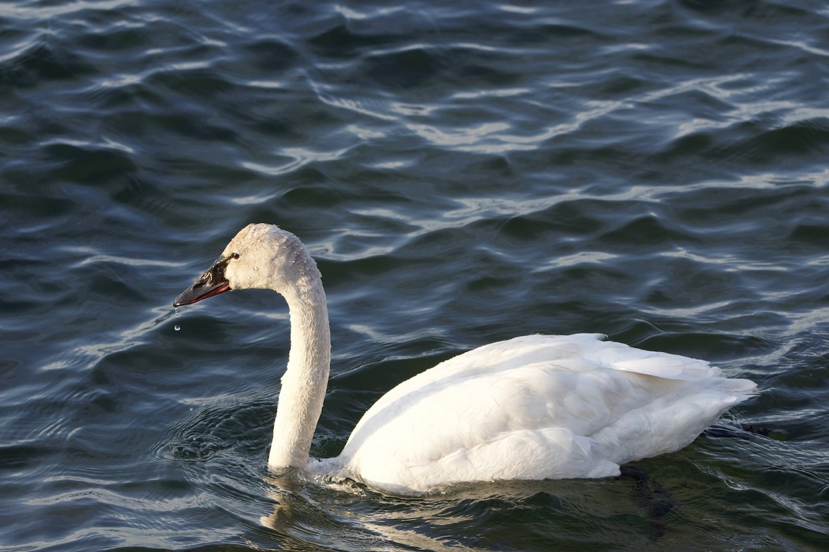 小天鵝 - ML636664128