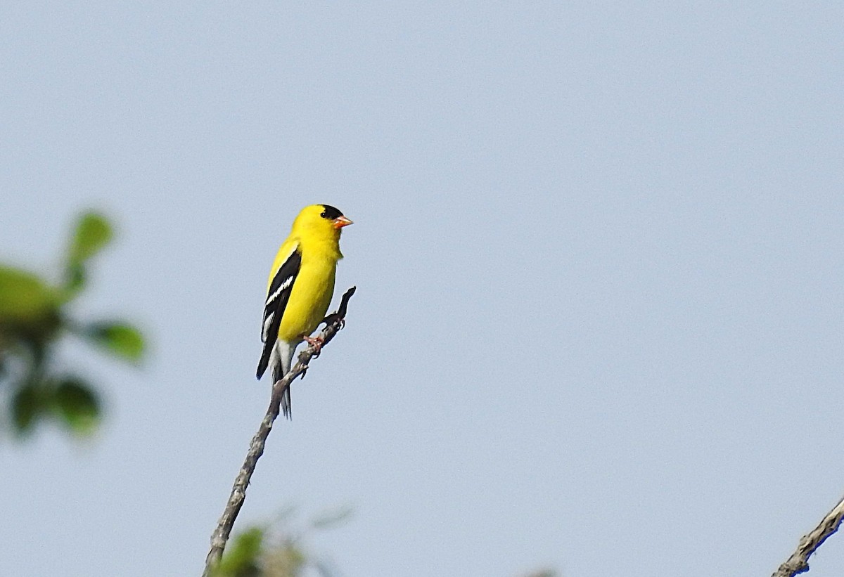 American Goldfinch - ML636664160