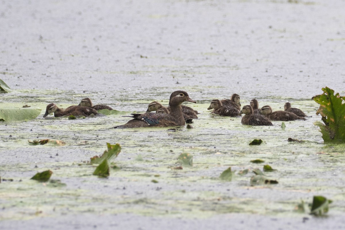 Wood Duck - ML636664271