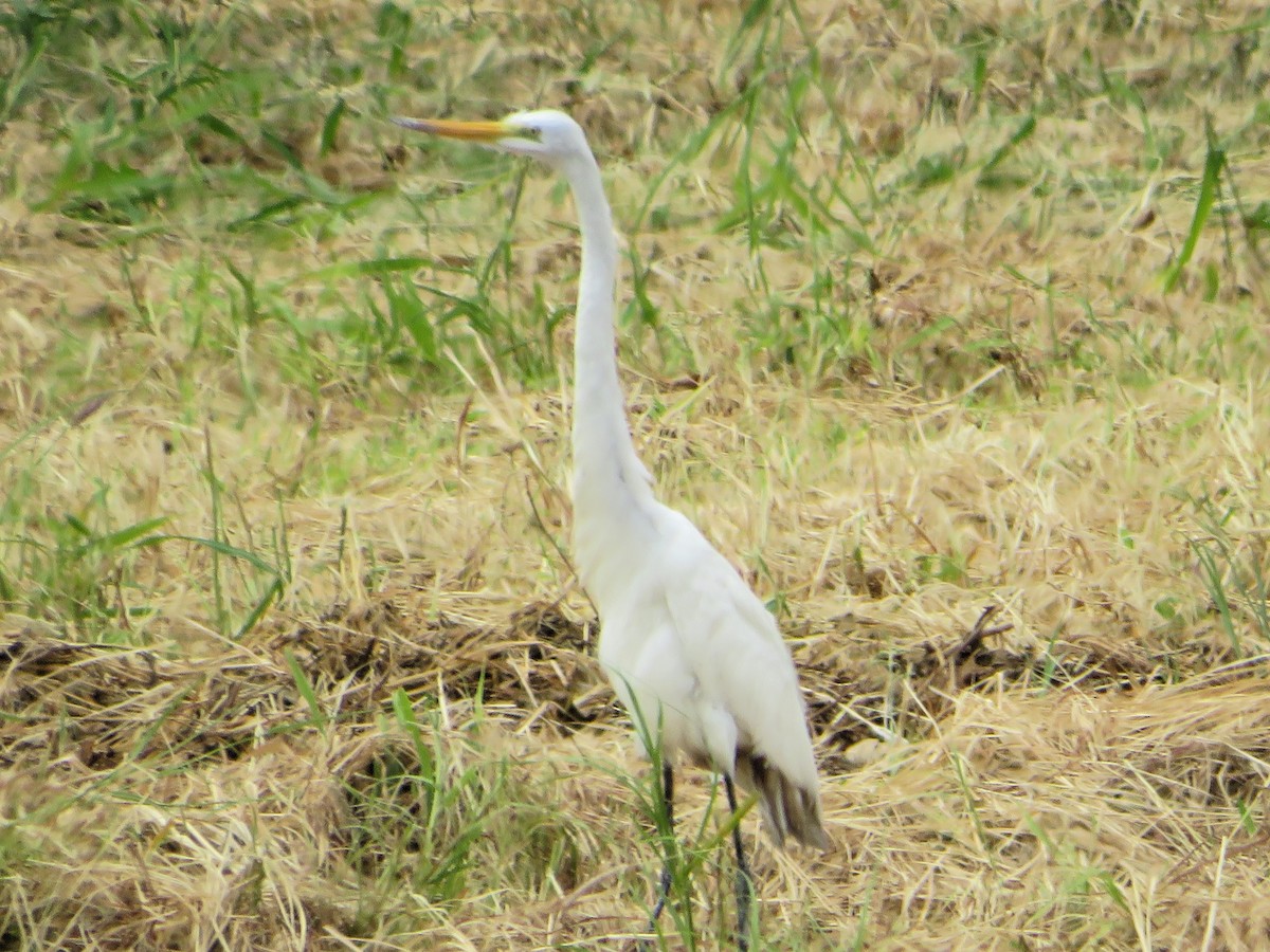 ダイサギ - ML636664341