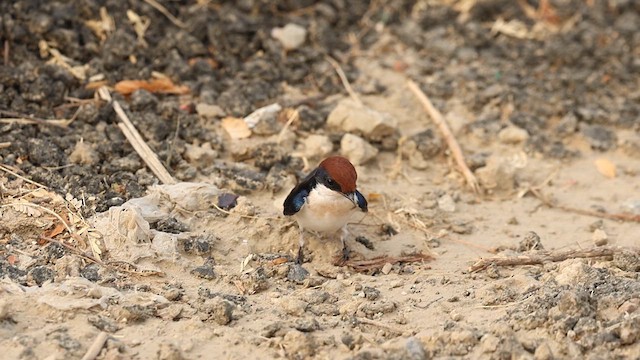 Wire-tailed Swallow - ML636664354