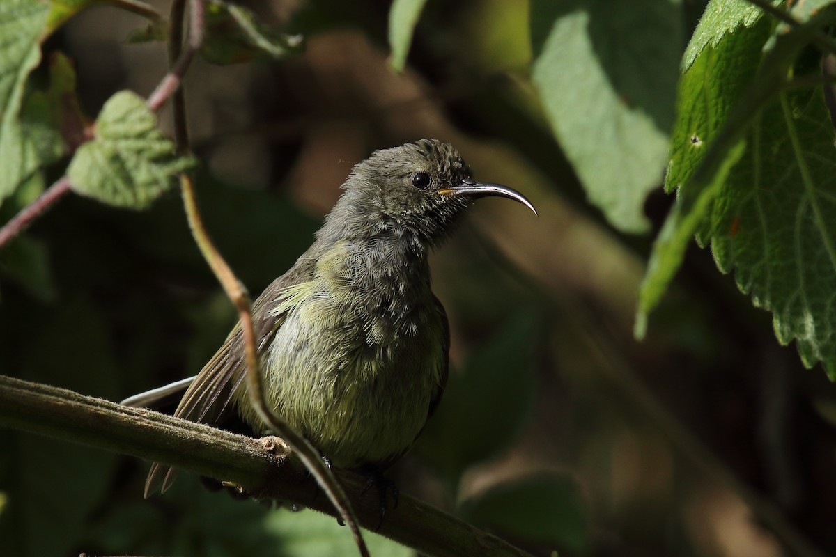 Eastern Double-collared Sunbird - ML636664367