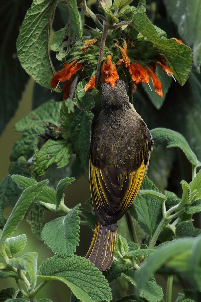 Golden-winged Sunbird - ML636664370