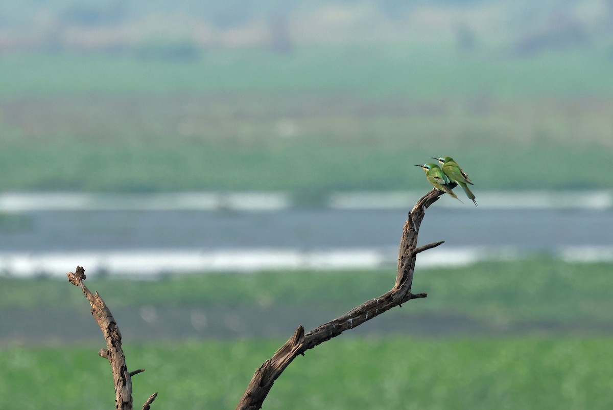 Blue-cheeked Bee-eater - ML636664557