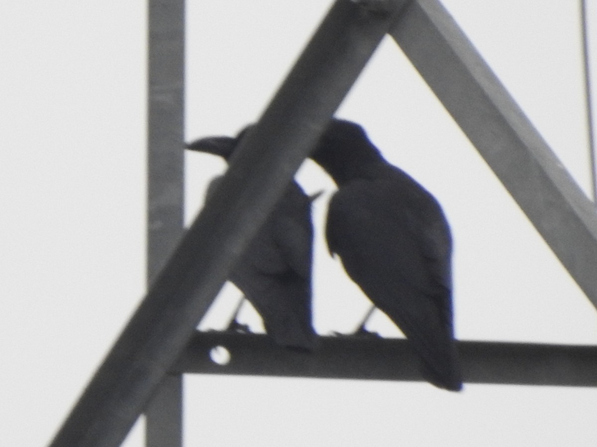 Large-billed Crow - ML636664566