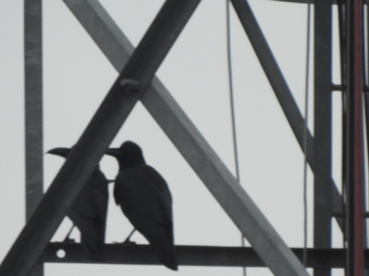 Large-billed Crow - ML636664567