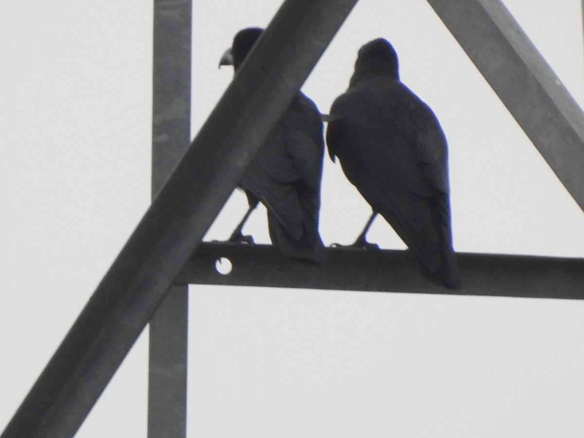 Large-billed Crow - ML636664568