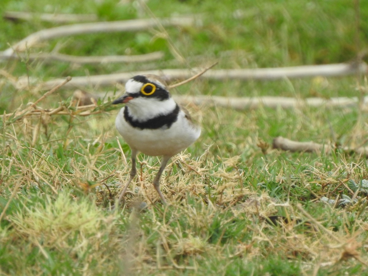 Little Ringed Plover - ML636664618