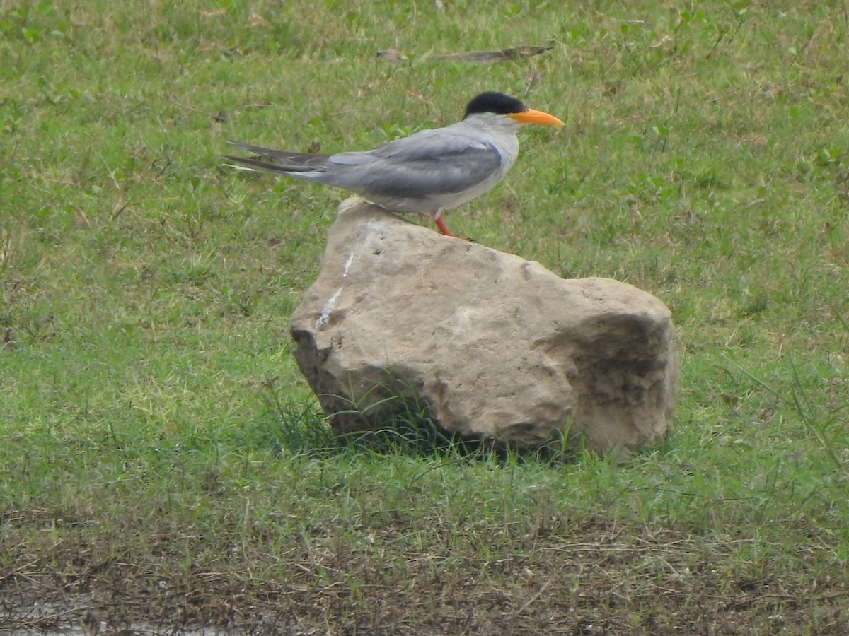 River Tern - ML636664637