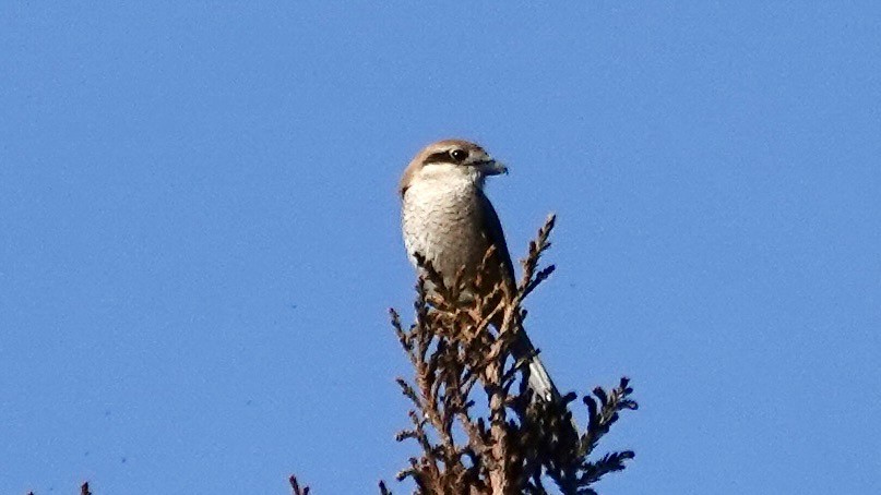 Bull-headed Shrike - ML636664653