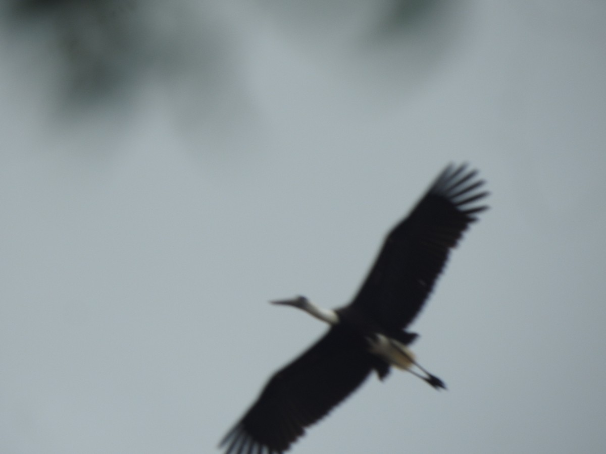Asian Woolly-necked Stork - ML636664658