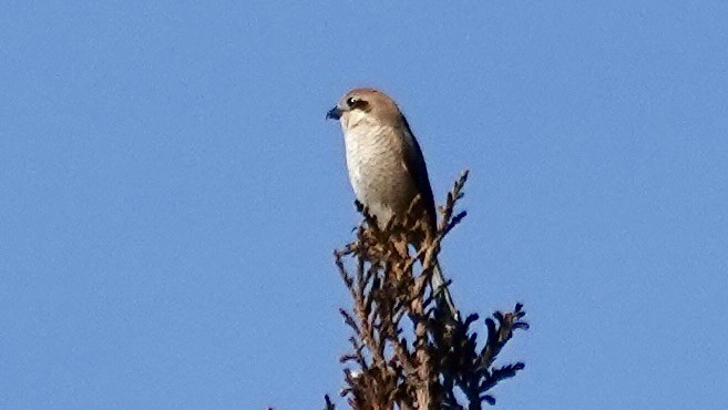 Bull-headed Shrike - ML636664660