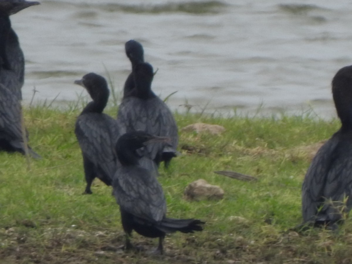 Little Cormorant - ML636664667