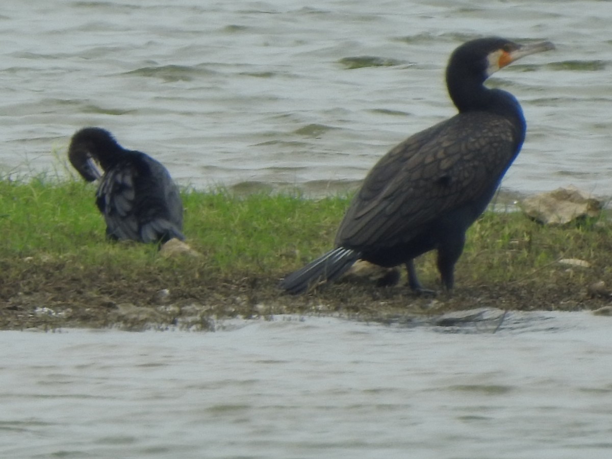 Great Cormorant - ML636664689