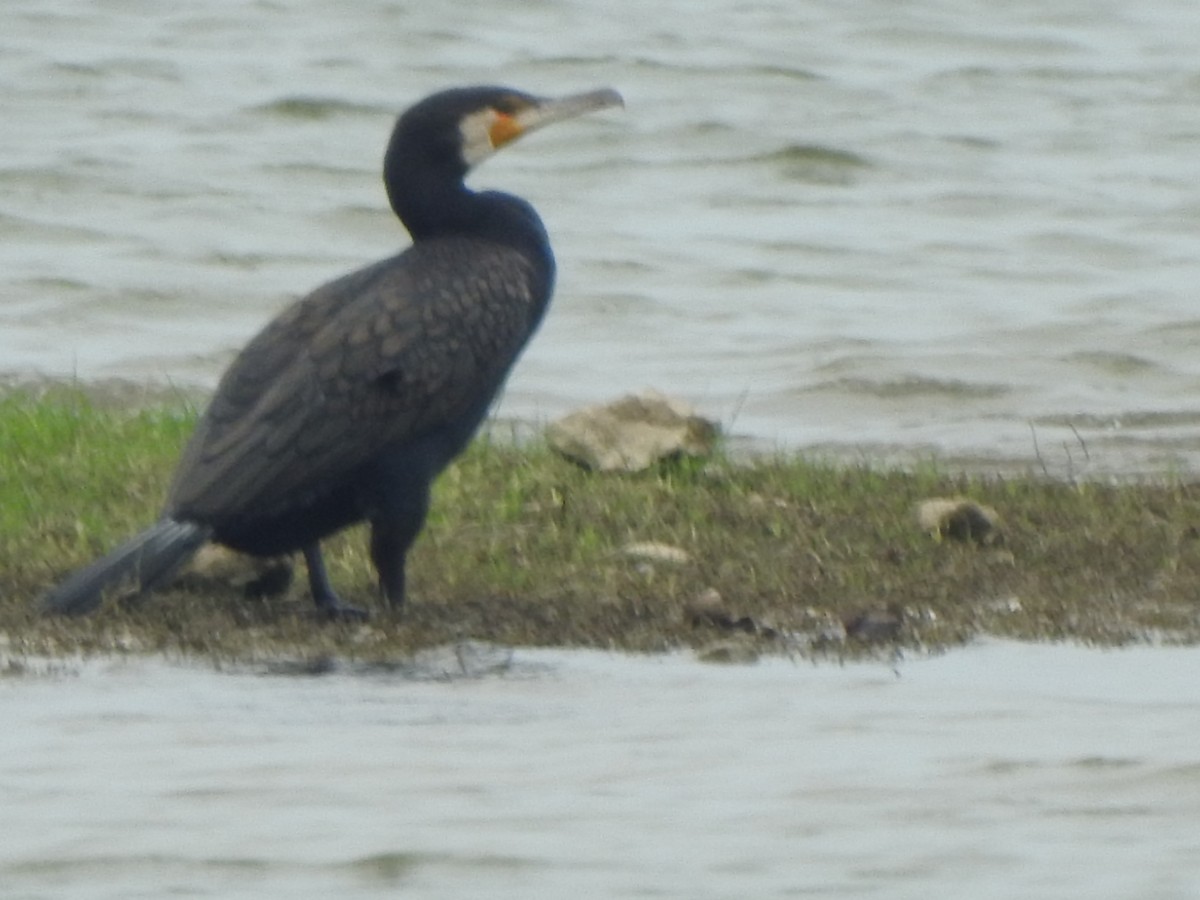 Great Cormorant - ML636664690