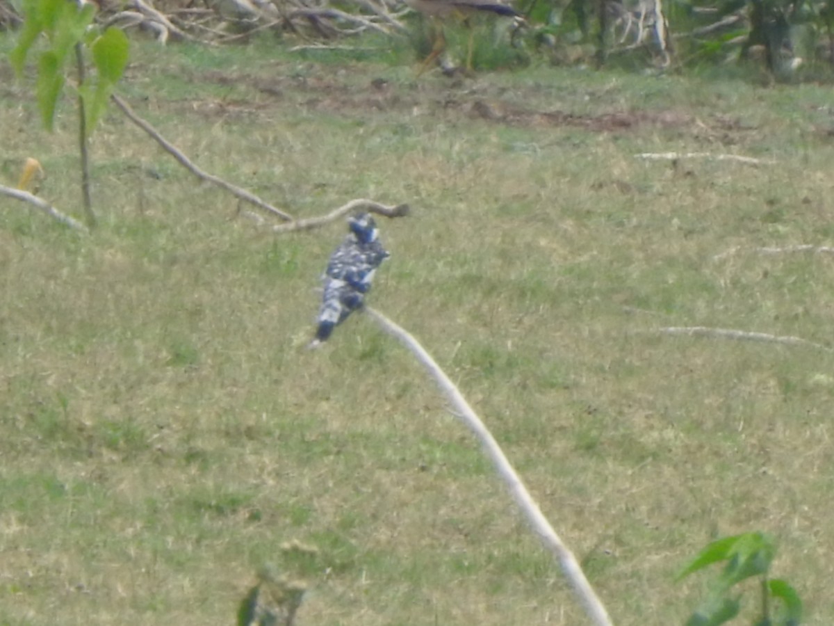 Pied Kingfisher - ML636664706