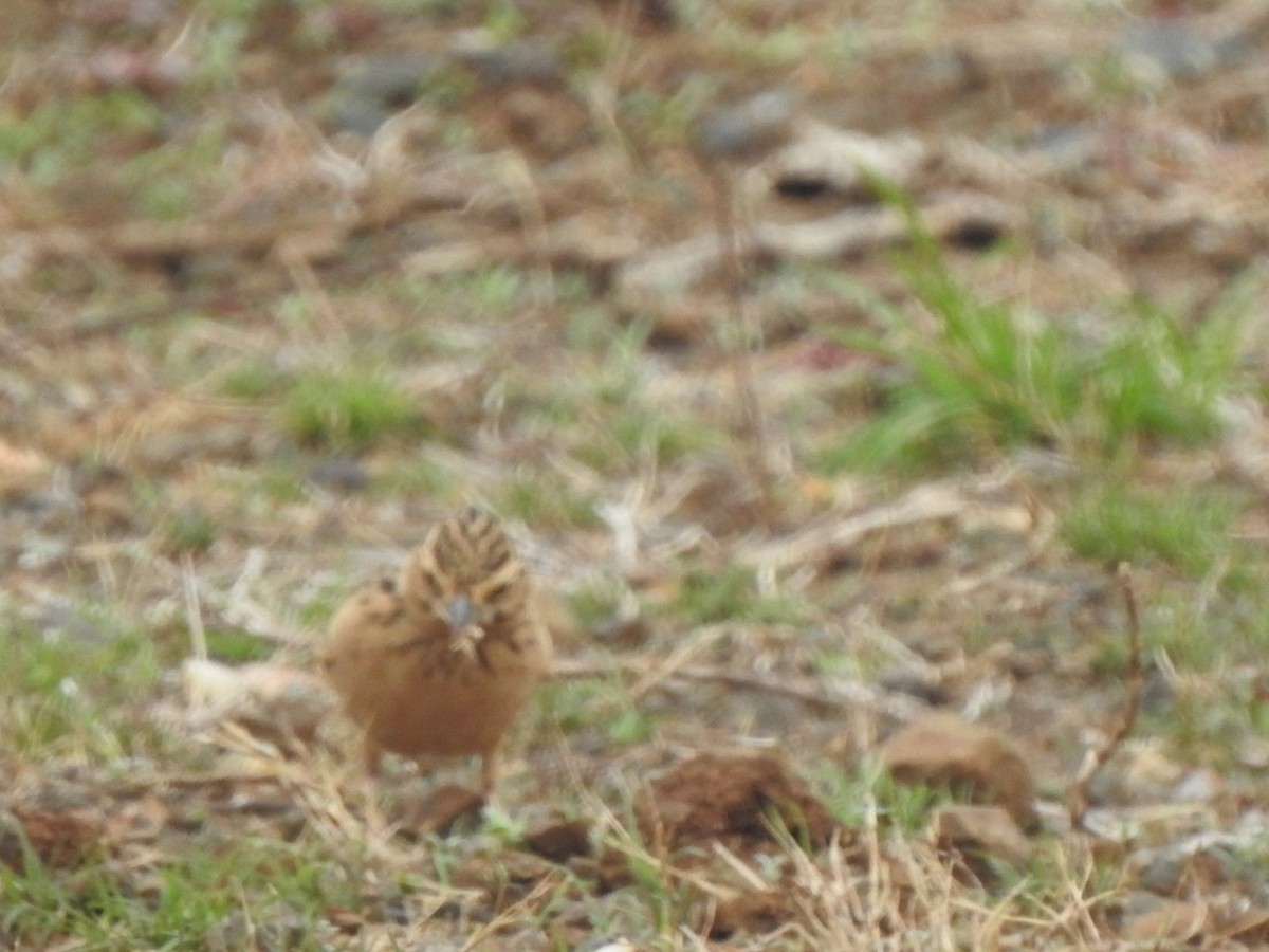 Tawny Lark - ML636664728