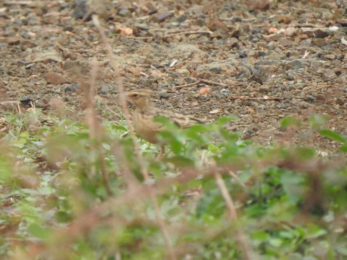 Tawny Lark - ML636664729