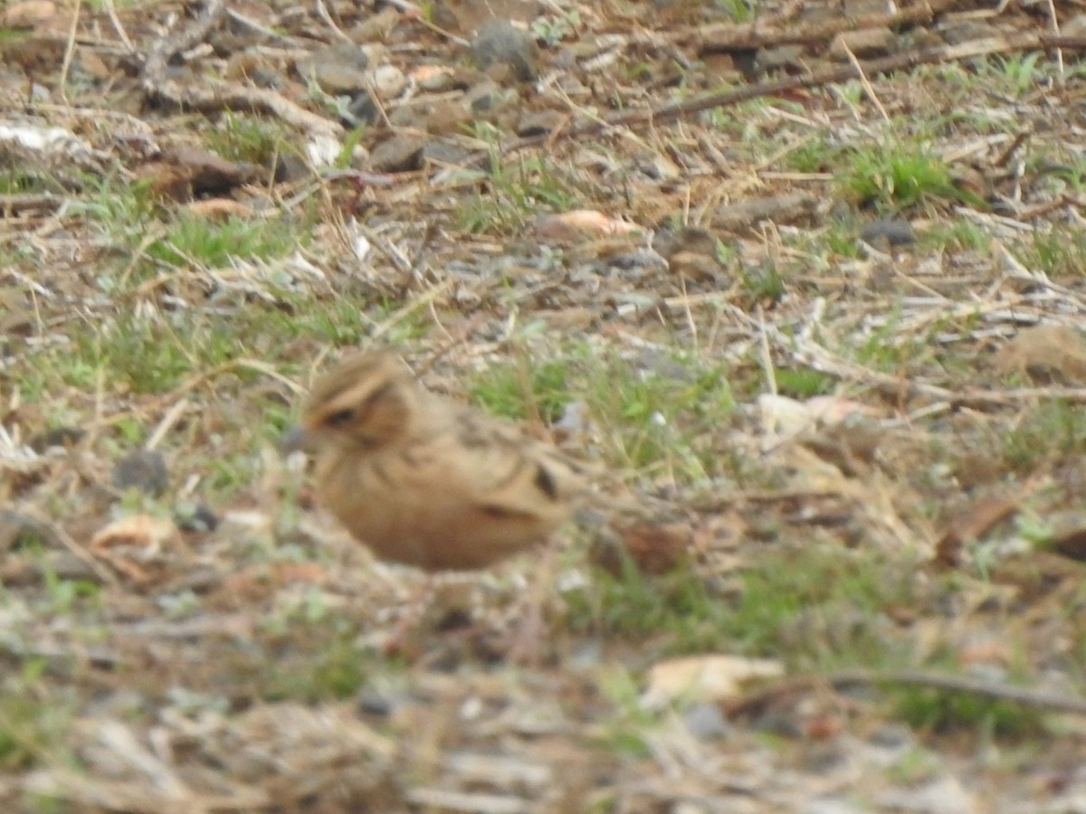 Tawny Lark - ML636664731