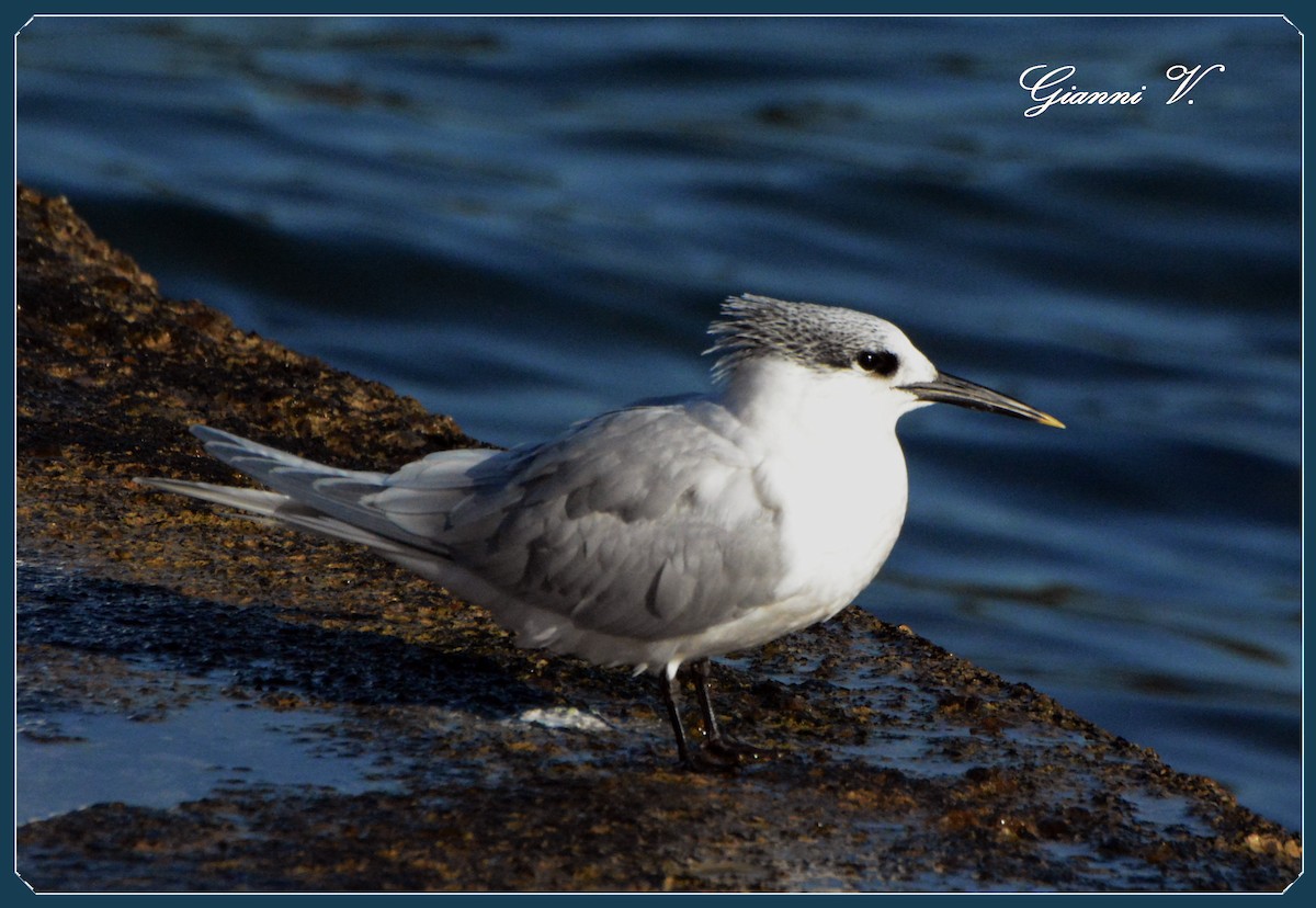 Sandwich Tern - ML636664750