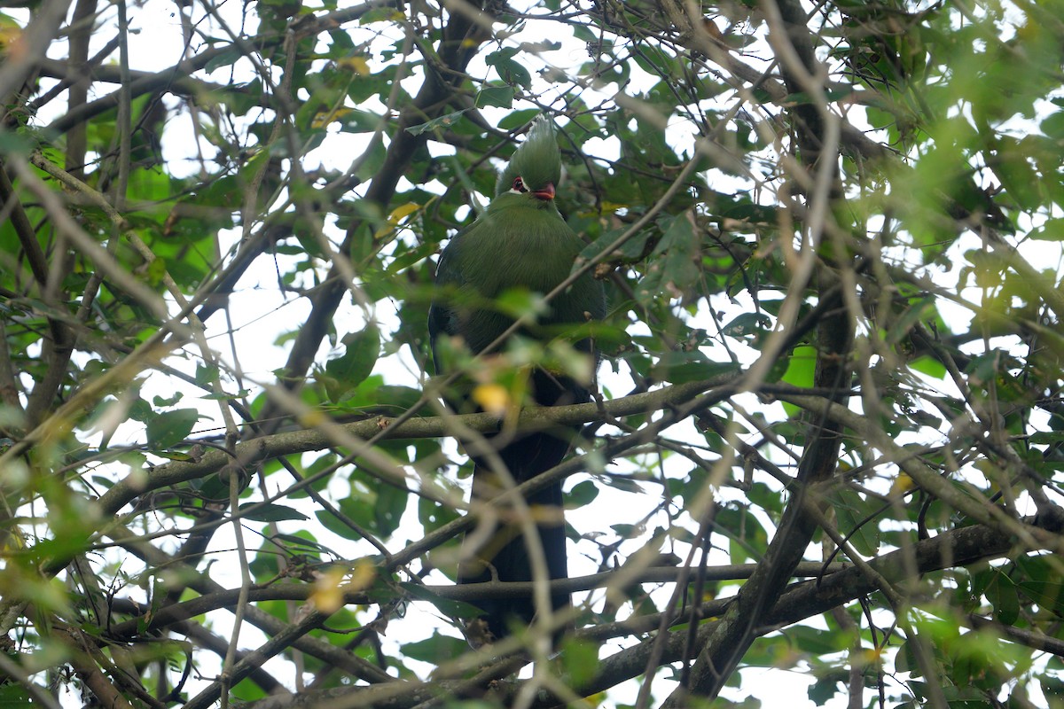 turako přílbový - ML636664780