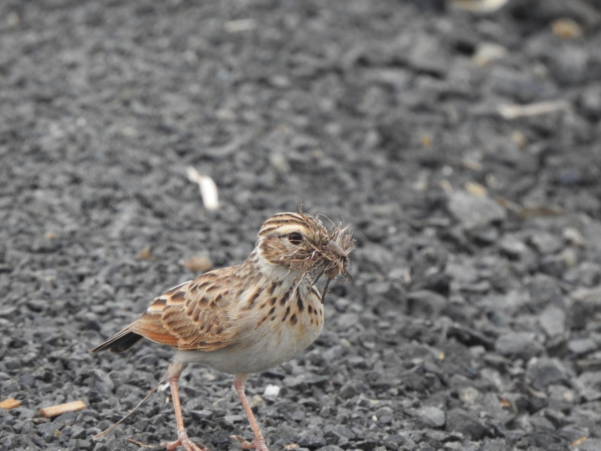 Indian Bushlark - ML636664889