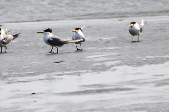 黑嘴端鳳頭燕鷗 - ML636664897
