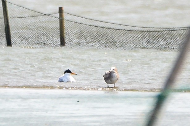 黑嘴端鳳頭燕鷗 - ML636664898