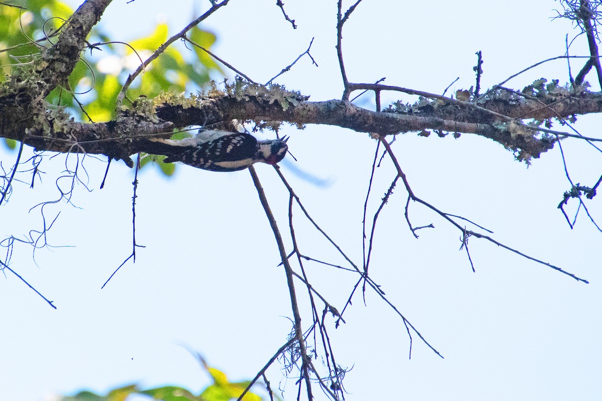 Downy Woodpecker - ML636665038