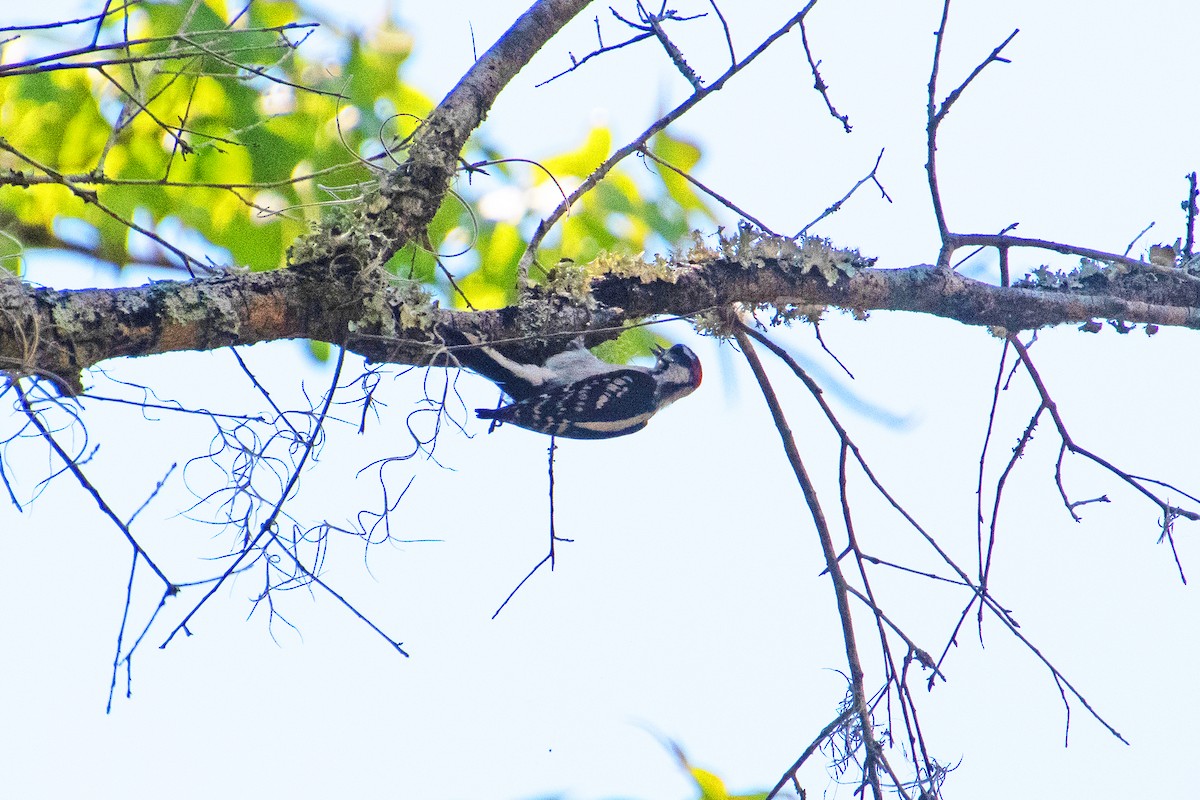 Downy Woodpecker - ML636665039