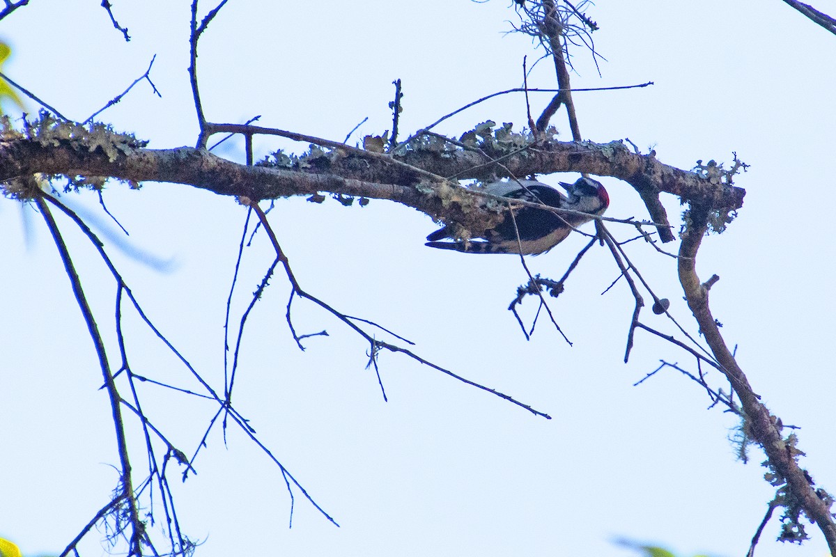 Downy Woodpecker - ML636665040