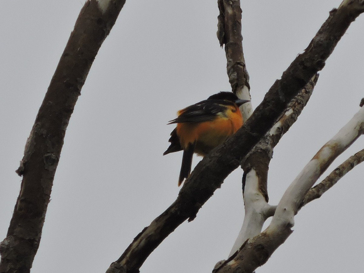 Baltimore Oriole - ML636665202