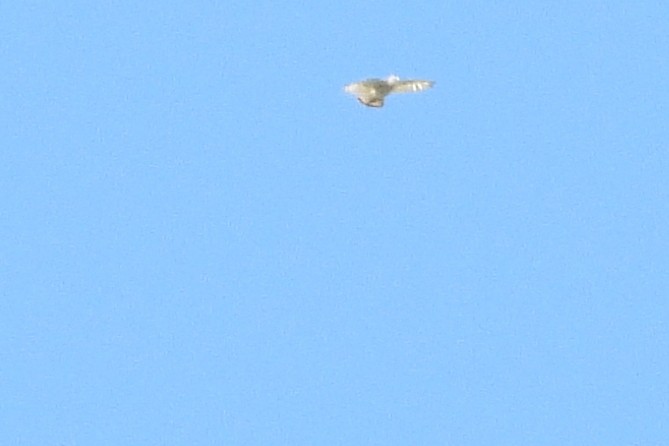 Broad-winged Hawk - ML636665345