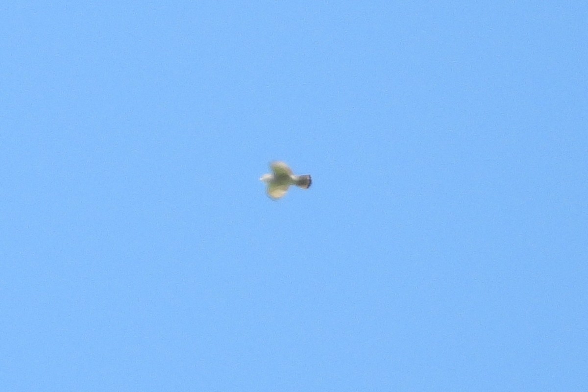 Broad-winged Hawk - ML636665346