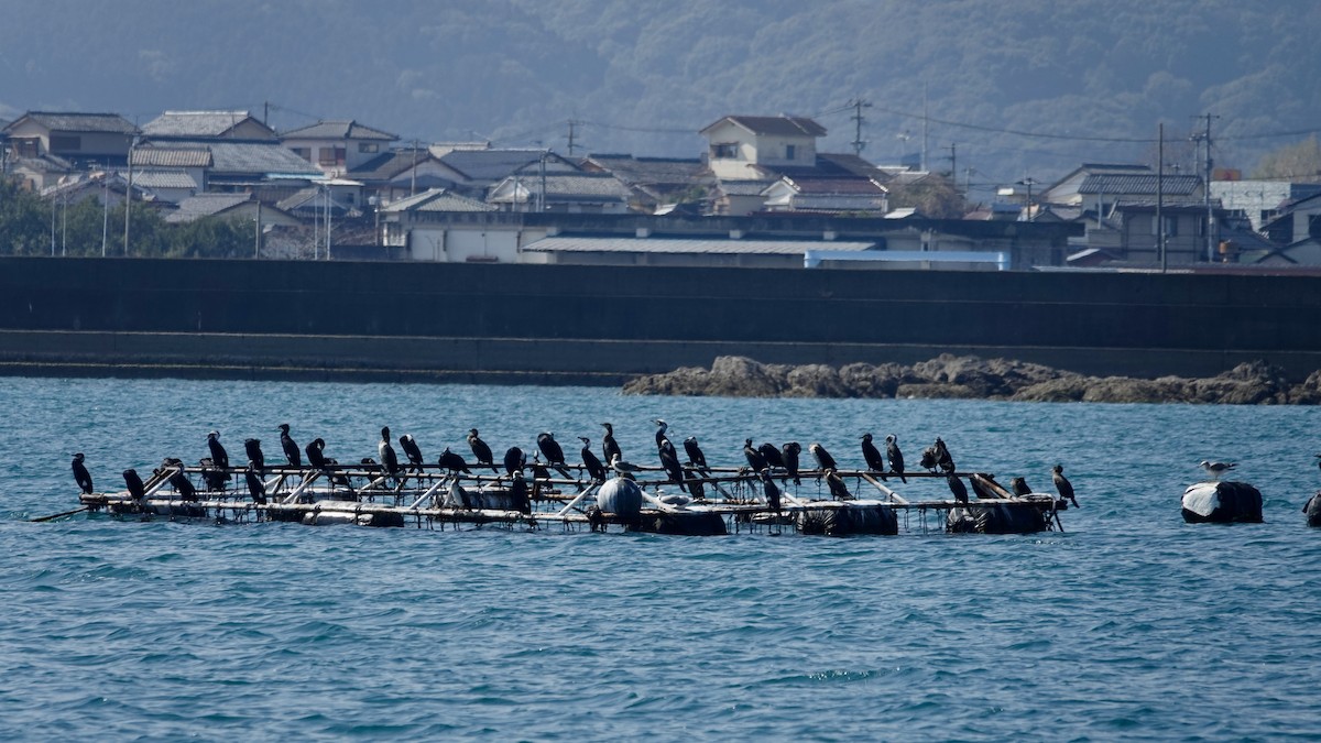 Great Cormorant (Eurasian) - ML636665436