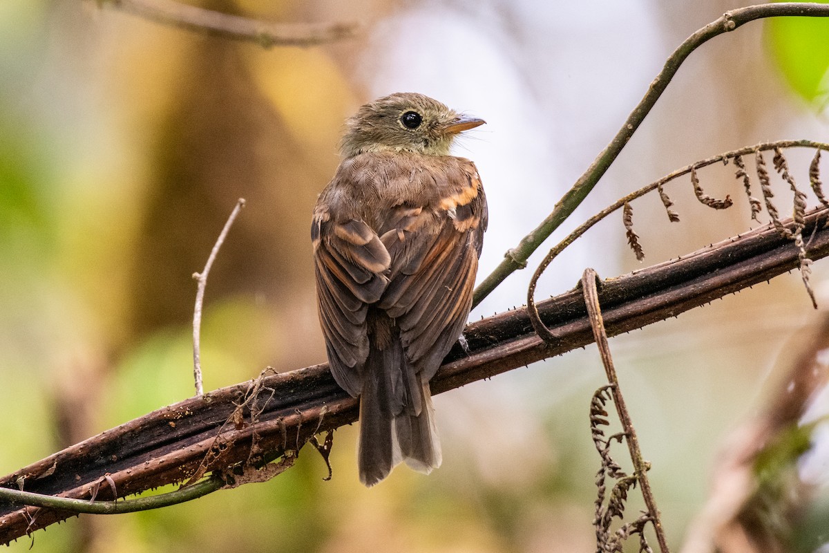 Roraiman Flycatcher - ML636665461