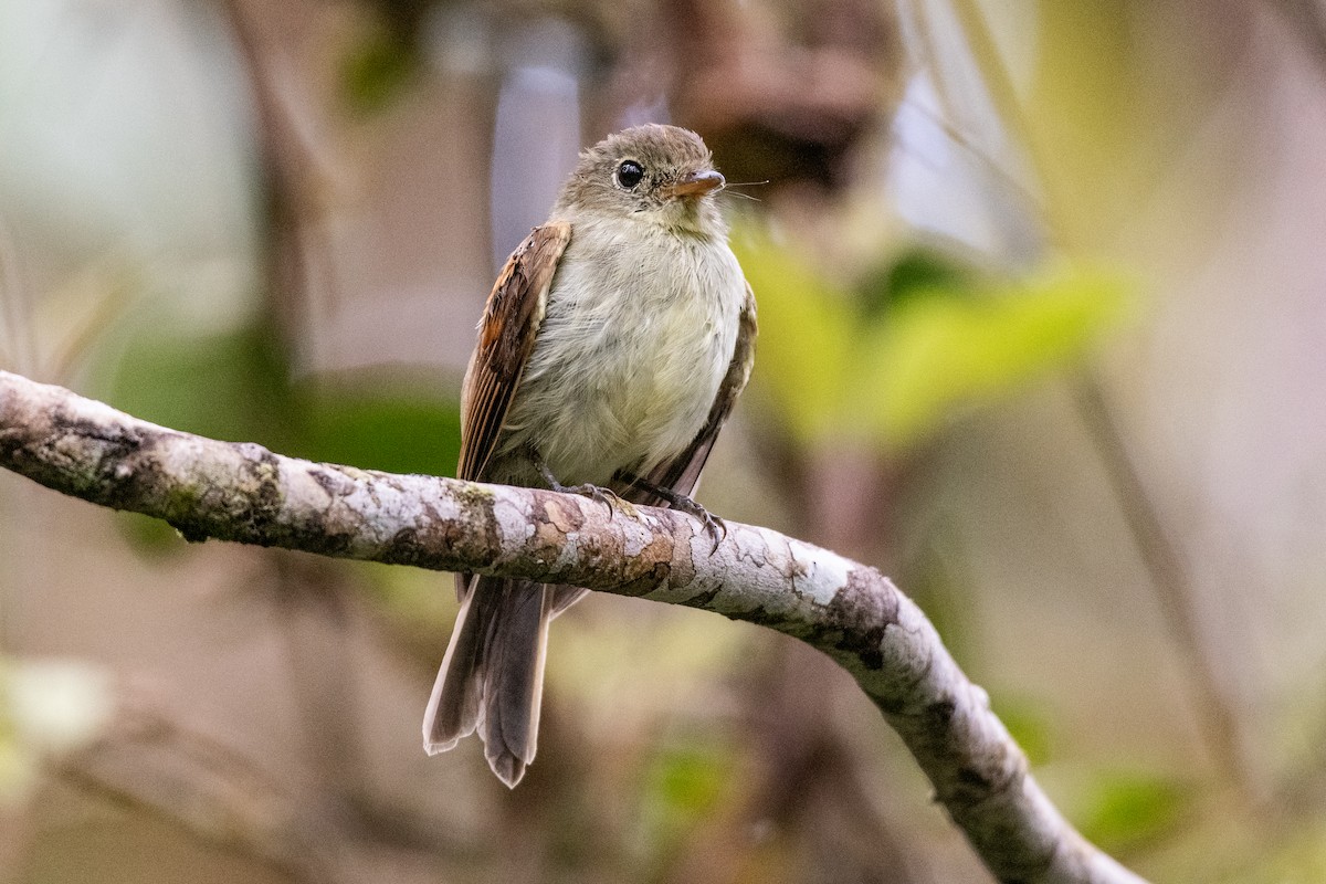 Roraiman Flycatcher - ML636665462