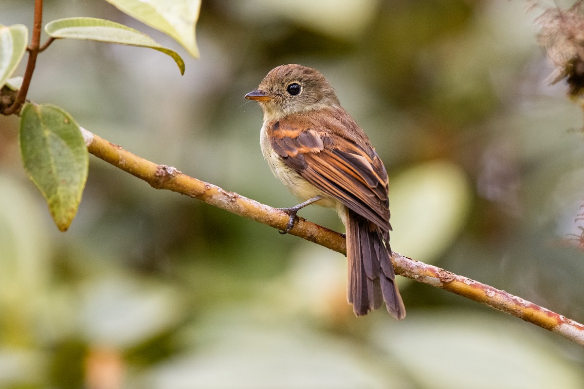 Roraiman Flycatcher - ML636665463