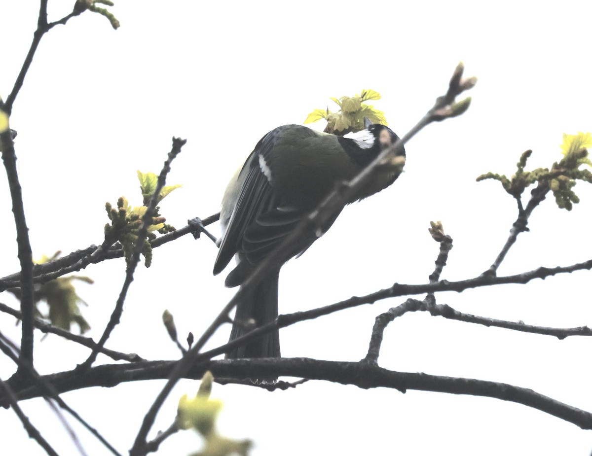 Mésange charbonnière - ML636665537
