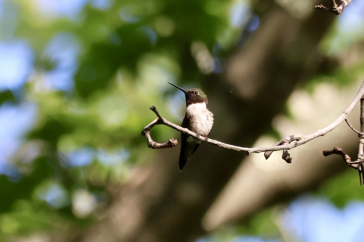 Ruby-throated Hummingbird - ML636665574