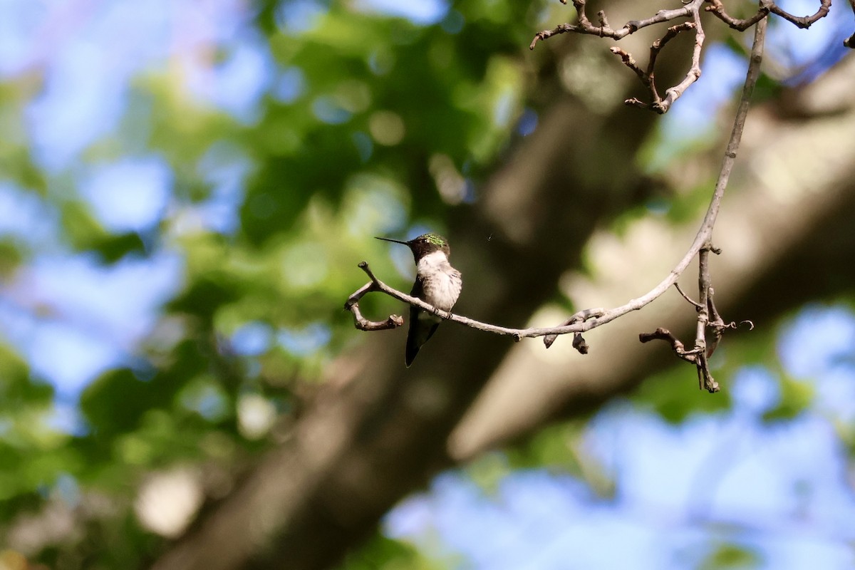 Ruby-throated Hummingbird - ML636665575