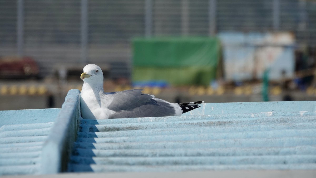 Vega Gull - ML636665610