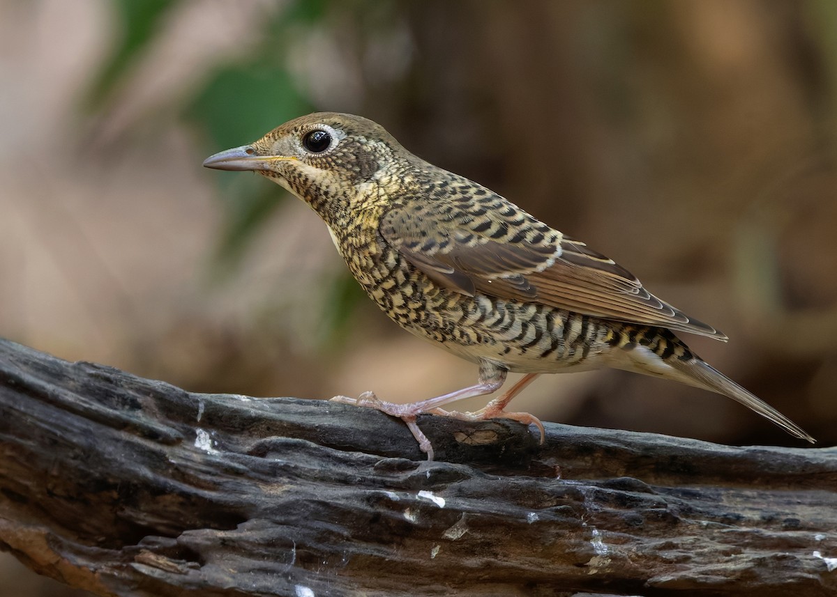 White-throated Rock-Thrush - ML636665617